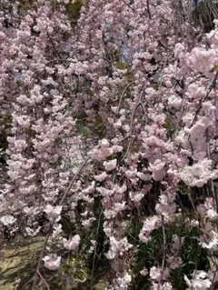 オリーブ様　専用ページです