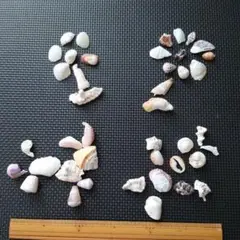 貝殻