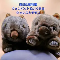 茶臼山動物園　ウォンバット　ぬいぐるみ　ウォンバットくじ　特賞　1等 Amazon.co.jp: ウォンバット ぬいぐるみ 茶臼山動物園 : おもちゃ