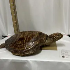 2025年最新】ウミガメ 剥製の人気アイテム - メルカリ
