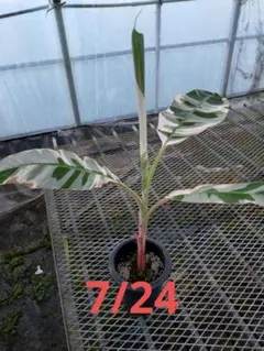 【速達】Musa aeae ムサアエアエ美斑 ムサ アエアエ(Musa Aeae) 斑入りバナナ | 希少植物の販売