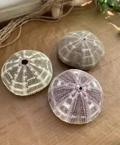 貝殻 ウニ殻 特大 アルフォンスシーチン