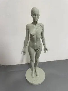 2025年最新】アナトミー 人体模型の人気アイテム - メルカリ