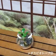 ミニチュア メダカビオトープ②