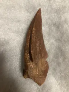 最大級 美品 スピノサウルス フットクロウ 恐竜化石 / カルカロドントサウルス