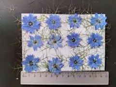 押し花　素材　花いろいろ(ニゲラ)(１２枚)　６８９