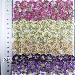 アリッサム　自然色 No 216 @800 押し花 押し花素材