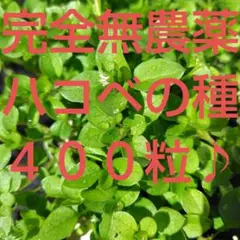 Item thumbnail for item 45ce75b6-55d1-487b-9b9b-f33382a1f4d1