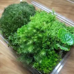 ボリューム満点❗苔の詰め合わせ 525