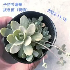 【可愛いおすすめ!!】子持ち蓮華 多肉植物 1鉢 B