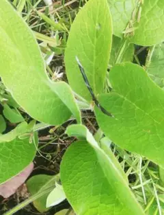 コンフリー苗　勇気農園です コンフリー-植え付け-花-種-ハーブ-ガーデン-100-個