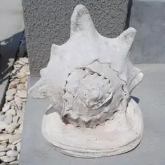 近日中削除☆トウカムリ貝 1個 太陽のような元気を貰える形です☆