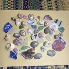 【489】貝殻　シー陶器　シーグラス　タカラガイ　マツバガイ　イモガイ　サザエ