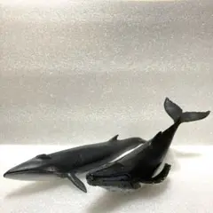 シュライヒ マッコウクジラ 親子 廃盤 シュライヒ マッコウクジラ 親子 廃盤