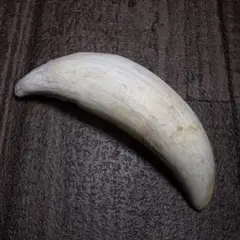 マッコウクジラ 歯 牙 鯨