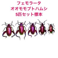 昆虫標本 フェモラータオオモモブトハムシ標本 5匹セット
