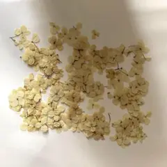 アナベル　押し花