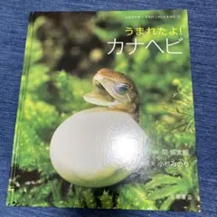 うまれたよ! カナヘビ