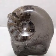 アンモナイト化石