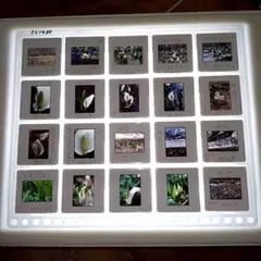 Item thumbnail for item f3a98e49-8cc0-432c-83f1-8e9baa34deaf