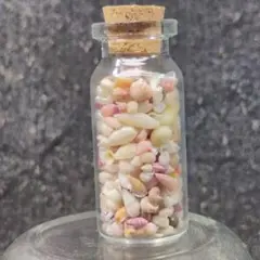 貝殻No618