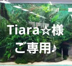 ご専用♪
水質検査 試験紙 6in1
大容量100本入り