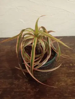 ドラセナ　キュンティコンシンネカール ドラセナ キュンティー「Dracaena concinne tricolor Kuhnty」2