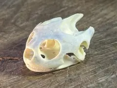 【亀】ミシシッピアカミミガメ 頭骨 骨格標本 （A-46） 爬虫類 教材 理科