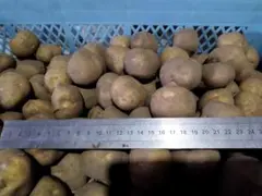 チビッコじゃがいも きたあかり