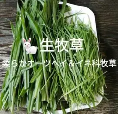 Item thumbnail for item 4d446a3c-a23a-4e42-ade5-397c3a26977e