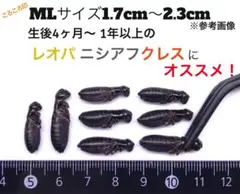 冷凍クロコML約400匹200g冷凍コオロギ