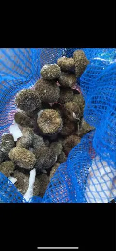 冷凍ウニ （バフンウニ）釣り餌用 - メルカリ