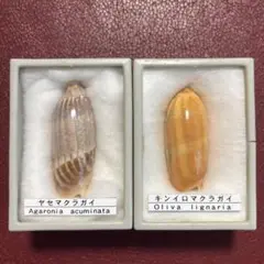 Item thumbnail for item 52b7ebe5-7c0a-42bd-81dc-10b601ce0033