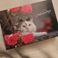 QGB クッキー箱　空き箱　小物入れ　世界の猫　イタリア