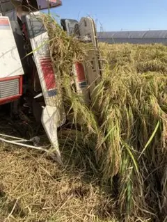 新米 玄米 令和4年 栃木県産 コシヒカリ 5キロ