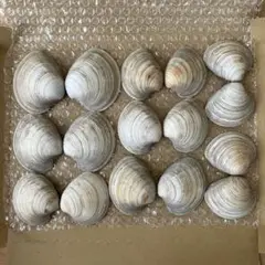 貝殻　ホンビノス貝　８セット