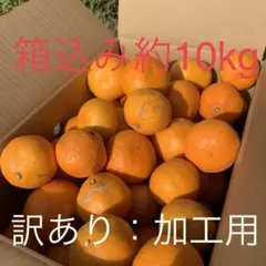 佐賀県産 早生みかん(サイズ混合、キズ、汚れ有り)