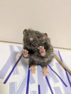 球体関節　ラット