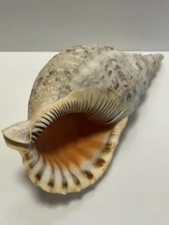 法螺貝35cm