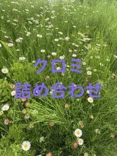クロミ　詰め合わせ