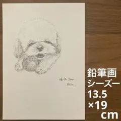 【鉛筆画】 シーズー　犬　動物 絵　原画　ドローイング　イラスト