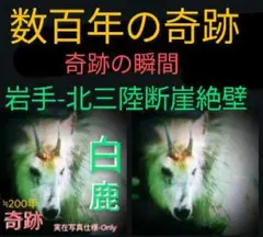 【白鹿フォト＆SD 】北三陸〈撮影-200M断崖絶壁Area〉
