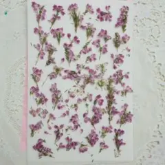 押し花　エリカ