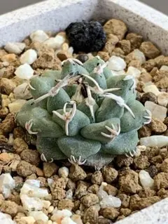 M*X様 大疣 アロンソイ 選抜 鉢植え メルカリ便送料込み M*X様 大疣 アロンソイ 選抜 鉢植え メルカリ便送料込み - メルカリ