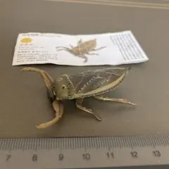 ナンベイオオタガメ 102mm(頭部〜羽先) 昆虫標本 タガメ 水生昆虫 標本 ナンベイオオタガメ 102mm(頭部〜羽先) 昆虫標本 タガメ 水生