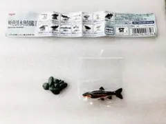 未使用　ユージン　原色淡水魚図鑑Ⅰ　ウグイ　フィギュア