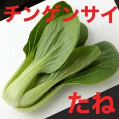 チンゲンサイの種 160粒 種
