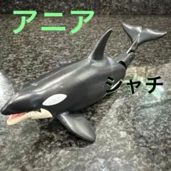 アニア シャチ