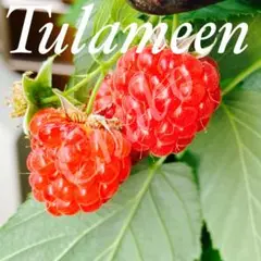 ラズベリー苗 Tulameen（トゥラミーン）新苗　② Amazon.co.jp: トゥラミーンの苗 ラズベリー Tulameen とげあり