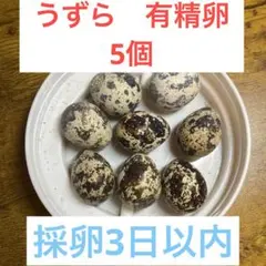 有精卵　並ウズラ　5こ